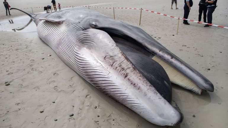 Une nouvelle baleine s'échoue sur une plage du Finistère en France