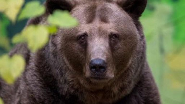 Slovaquie : nouvelles attaques d'ours bruns