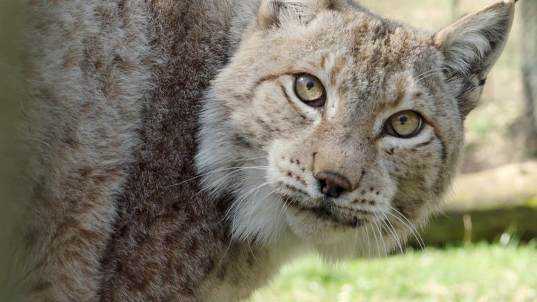 Une nouvelle saison pour "H.A.N. : Hommes Animaux Nature" !