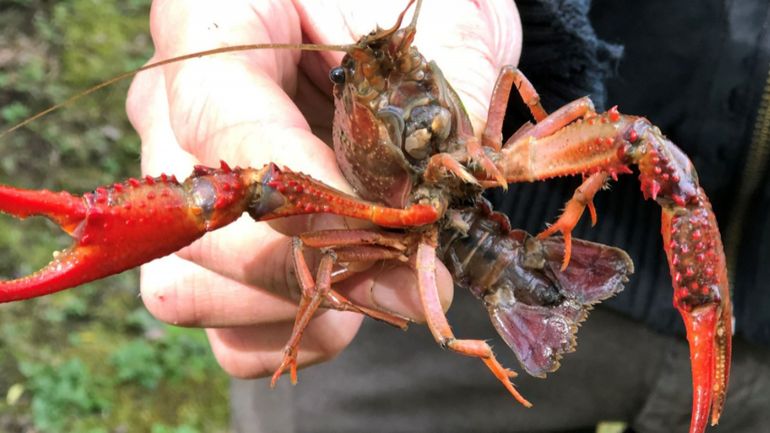 Sept millions d'euros pour lutter contre les espèces exotiques envahissantes en Belgique