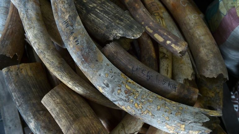 Ouganda : un trafiquant d'ivoire condamné à la prison à vie, un verdict inédit