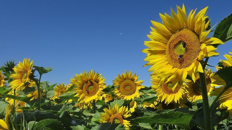 Météo en Belgique : températures en hausse sous le soleil, jusqu'à 30°C ce lundi