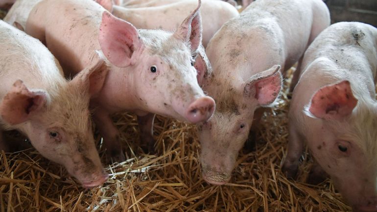 Le nombre de porcs abattus en Belgique à son niveau le plus bas depuis plus de 30 ans