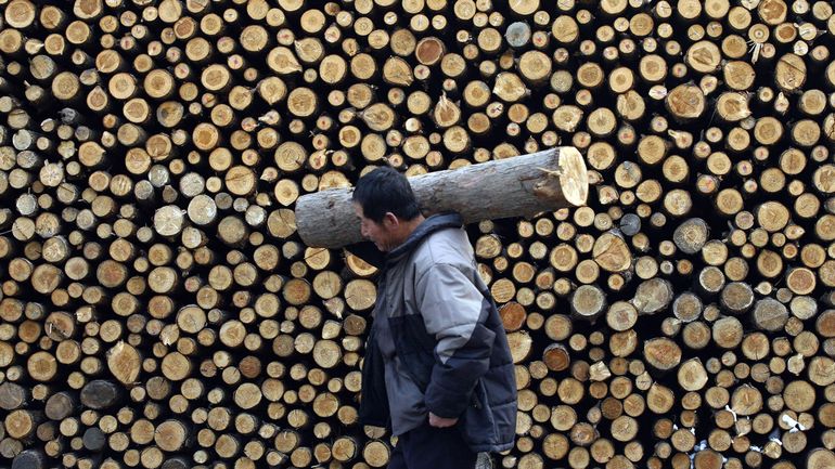 Une méthode scientifique, innovante et belge, révolutionne la lutte contre le commerce illégal de bois en Europe