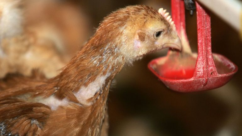 Grippe aviaire : treize pays imposent un embargo total ou partiel sur l'importation de volailles belges