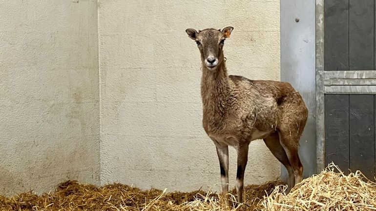 Happy End pour tous les mouflons de Gesves : la dernière femelle est arrivée au Domaine des Grottes de Han
