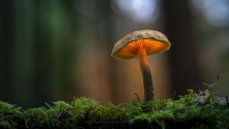 Un œil sur demain : les pouvoirs presque magiques des champignons pour dépolluer nos sols ou fabriquer du cuir végétal