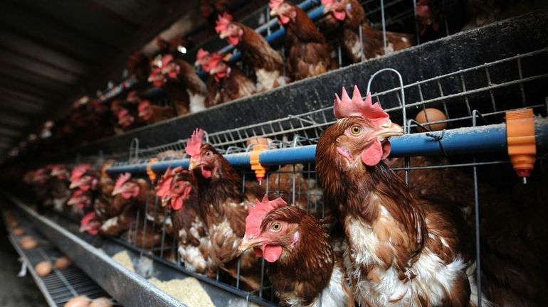 Chine : en raison des températures caniculaires, les poules pondent moins