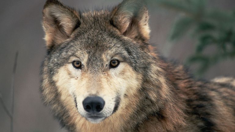 Flandre: au moins dix loups vivent dans le Limbourg