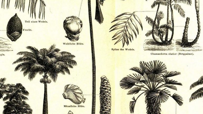 Pourquoi arrête-t-on enfin de changer les noms des plantes alors qu'on les modifie depuis des siècles ?