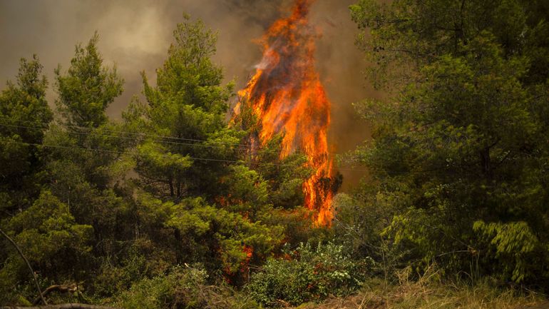 Incendies en Grèce : nouvel incendie à 50 km d'Athènes, un village évacué par précaution
