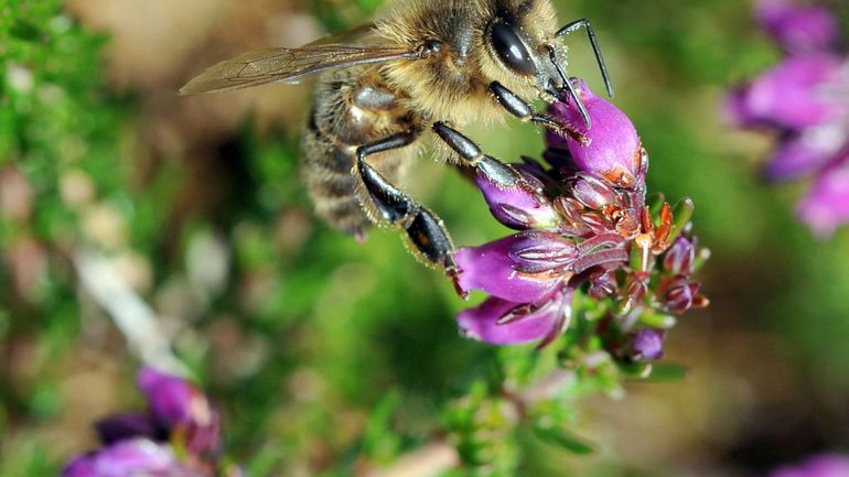 Vers une meilleure protection de l'abeille noire en Wallonie