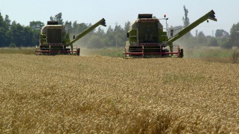 Guerre en Ukraine : le blé revient à son prix d'avant l'invasion russe après l'accord entre Moscou et Kiev