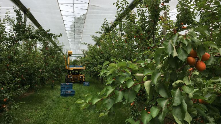 Abricots: une récolte fructueuse dans des vergers expérimentaux près de Hannut