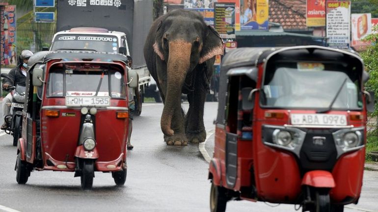 Au Sri Lanka, pas de conduite d'éléphants en état d'ivresse!