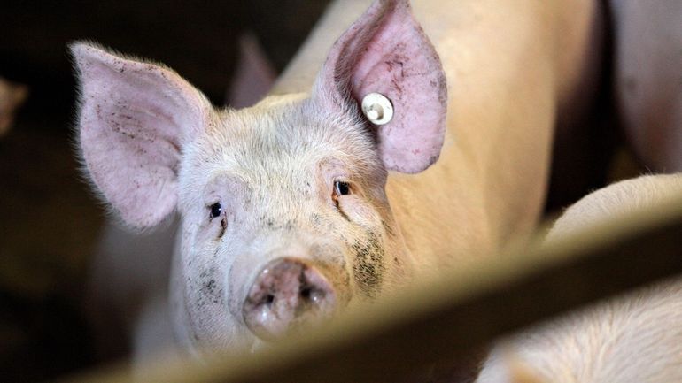 Pays-Bas: des vétérinaires réprimandés pour le transport de porcs malades vers la Belgique