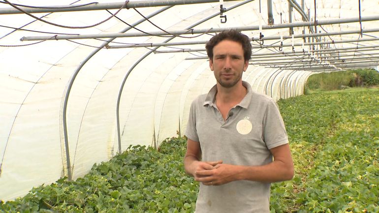 Jemeppe-sur-Sambre: le melon wallon a la pêche