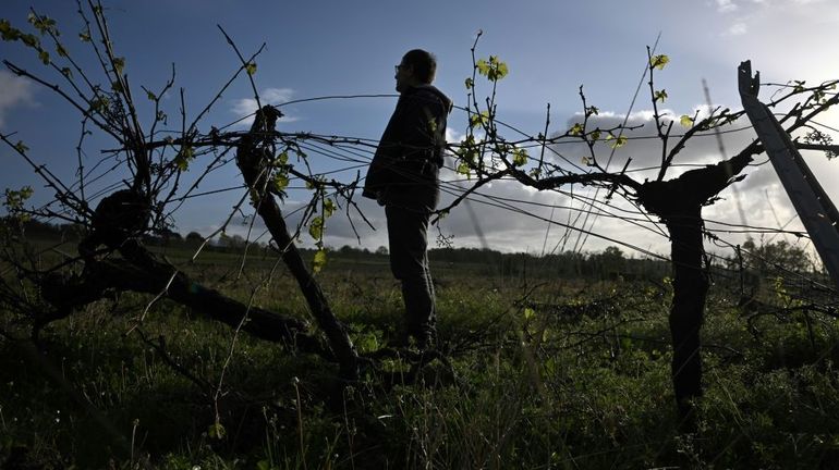 Des vignobles bordelais résignés à arracher leurs vignes : 
