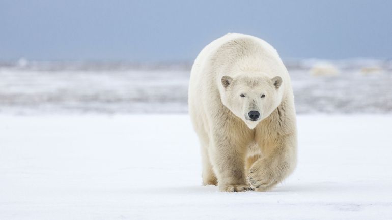 Un ours polaire tue deux personnes dans une rare attaque en Alaska