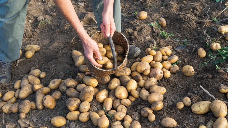Le glanage de pommes de terre : entre tradition et crise économique