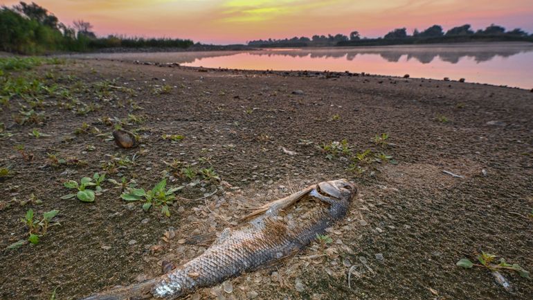 Cent tonnes de poissons morts dans l'Oder : des algues dorées, toxiques, retrouvées dans le fleuve polonais