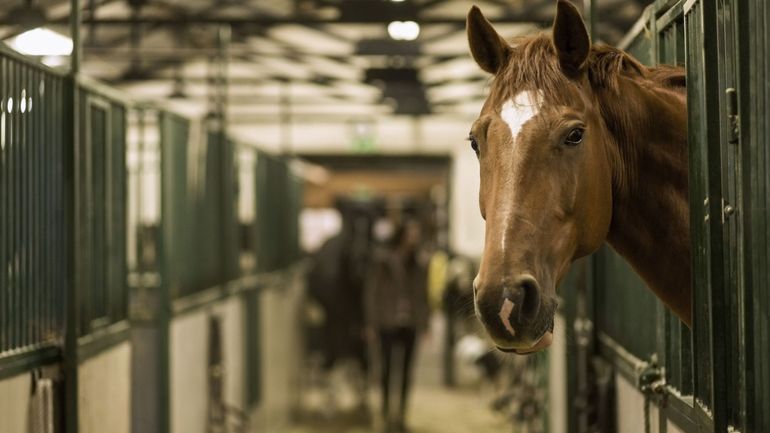 Près de 20% des passeports étrangers utilisés pour les chevaux d'abattages sont (en partie) faux, selon l'Afsca
