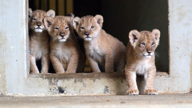 Naissance de triplés lionceaux au zoo d'Anvers, une première depuis 9 ans