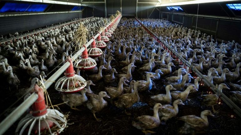Grippe aviaire en France : le niveau de risque redescend d'