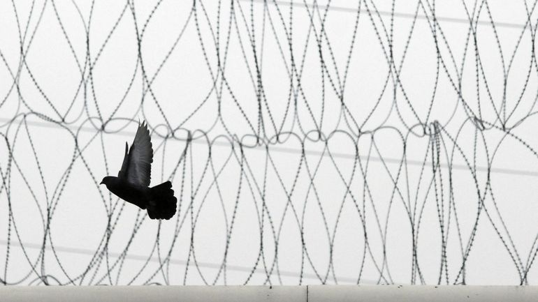 Inde : un pigeon, espion présumé, relâché après avoir été incarcéré durant huit mois