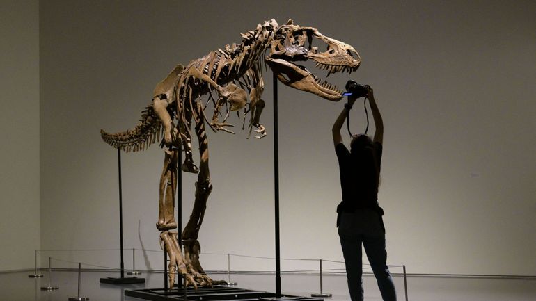 Enchères et dinosaures : un squelette de Gorgosaurus part pour 6,1 millions de dollars, les prix fous des fossiles