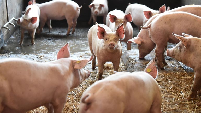 Brexit - Des dizaines de milliers de porcs abattus au Royaume-Uni faute de bouchers