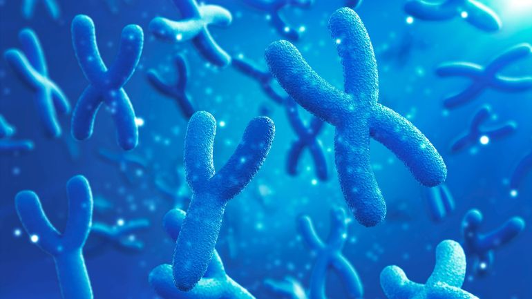 Une découverte génétique majeure : le chromosome sexuel mâle séquencé dans son intégralité pour la première fois