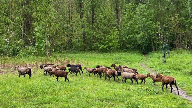 Eco-pâturage à la Chartreuse : les moutons sont arrivés