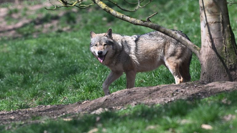 34 signalements en un an : en Flandre les attaques de loups sur des animaux sont de plus en plus nombreuses