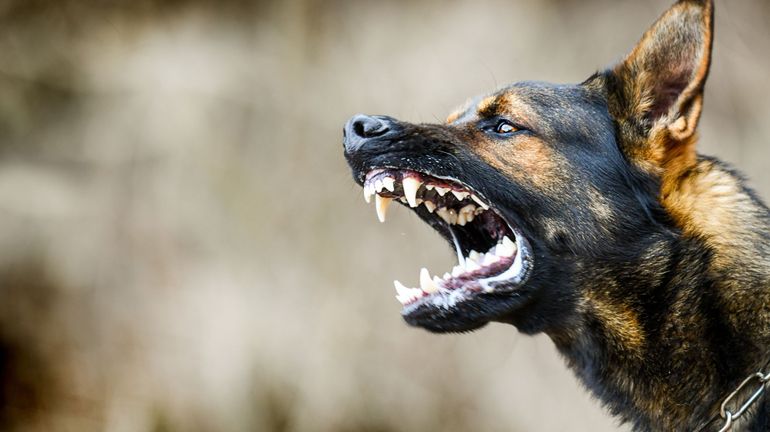 Morsures de chiens dangereux : les vétérinaires exhortent le gouvernement wallon de reconnaître un projet-pilote