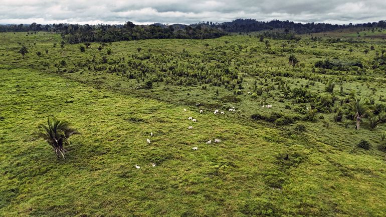 Brésil : en 40 ans, la forêt amazonienne a été amputée d'une surface équivalente à celle de l'Espagne