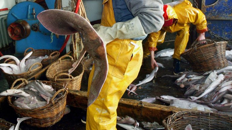 La raie, troisième poisson pour les pêcheurs belges, choisie comme poisson de l'année 2021