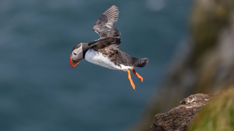 Des poussins macareux poussés des falaises d'Islande, pour la bonne cause