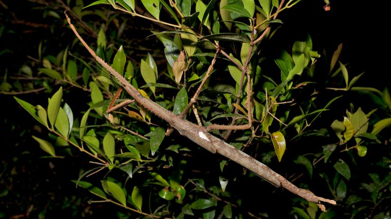 Un insecte au poids équivalent à celui d'une balle de golf découvert en Australie