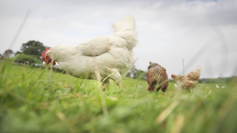 Grippe aviaire : un deuxième foyer détecté dans une exploitation commerciale à Wervik