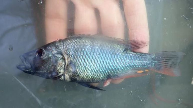 Afrique : des chercheurs belges décrivent 10 nouvelles espèces de poissons prédateurs du lac Édouard