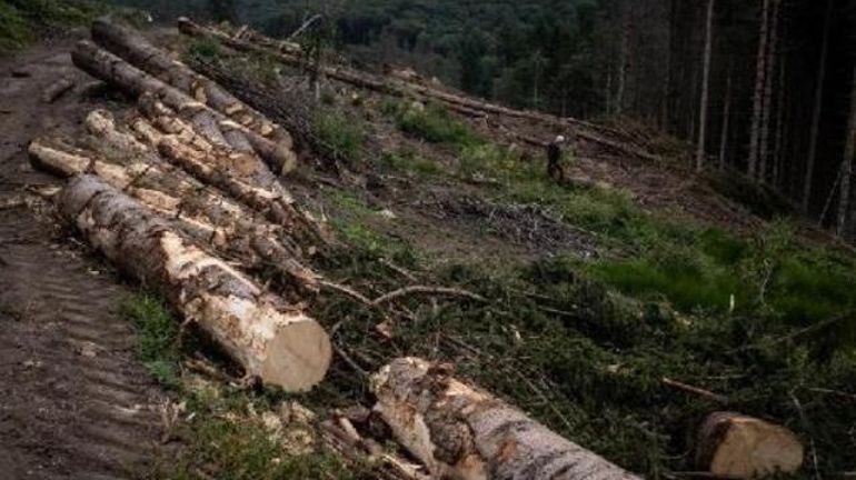 Le WWF plaide pour un centre d'expertise contre le commerce illégal du bois en Belgique
