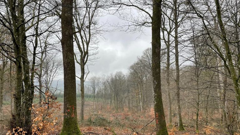 Météo en Belgique : encore beaucoup de grisaille au programme de ce jeudi, avec du brouillard givrant ce matin en Ardenne