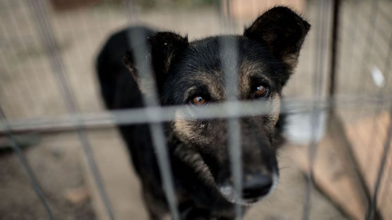 Bien-être animal : le collectif Refuges en colère lève son préavis de grève