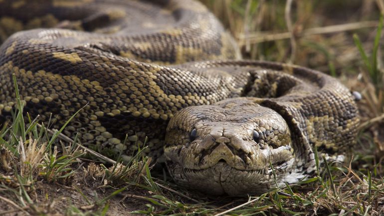 Indonésie : une femme avalée par un python