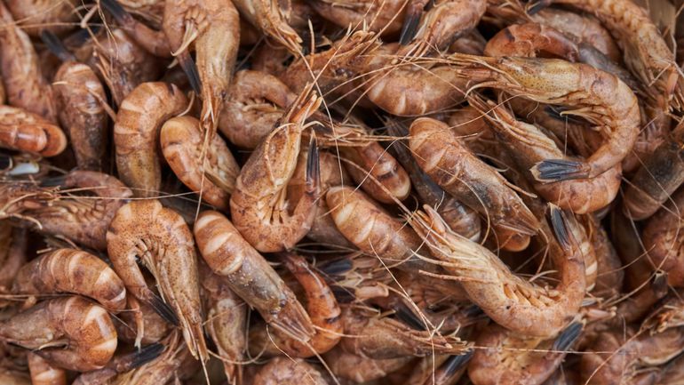 Les crevettes de la mer du Nord se font rares dans les supermarchés et se vendent à prix d'or : jusqu'à 100 euros du kilo