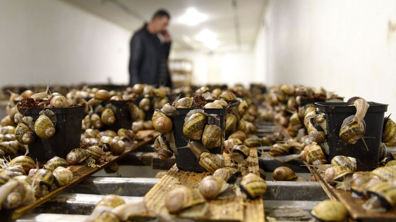 Dans l'Ukraine en guerre, les espoirs doublement douchés d'un éleveur d'escargots