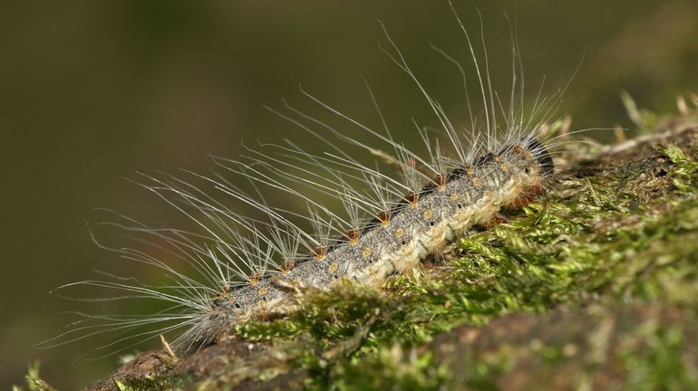 C'est la saison des chenilles processionnaires : attention à leurs poils urticants emportés par le vent