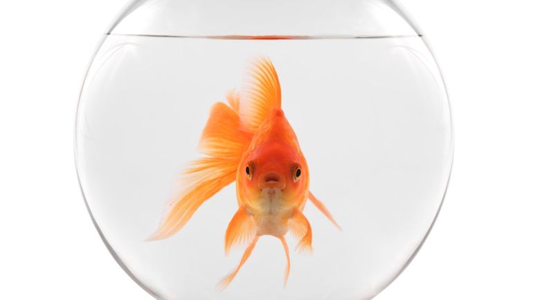 Poissons rouges, pigeons, termites… Ces animaux dont on sous-estime l’intelligence