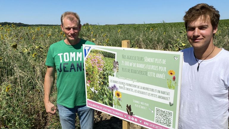 Biodiversité : une raffinerie offre des semences à des betteraviers pour créer des bandes fleuries bénéfiques